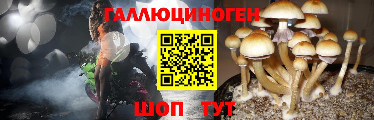 Галлюциногенные грибы Psilocybe  как найти   Шебекино  Вход с VPN 